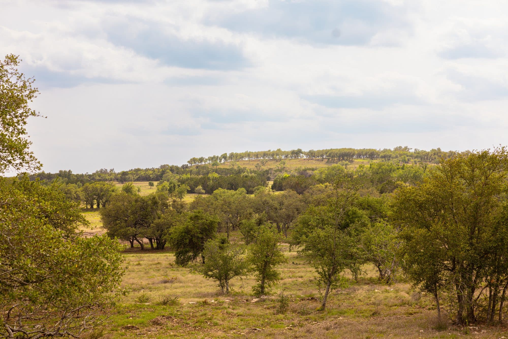 Open Hill Country meadow with oaks under a big Texas sky